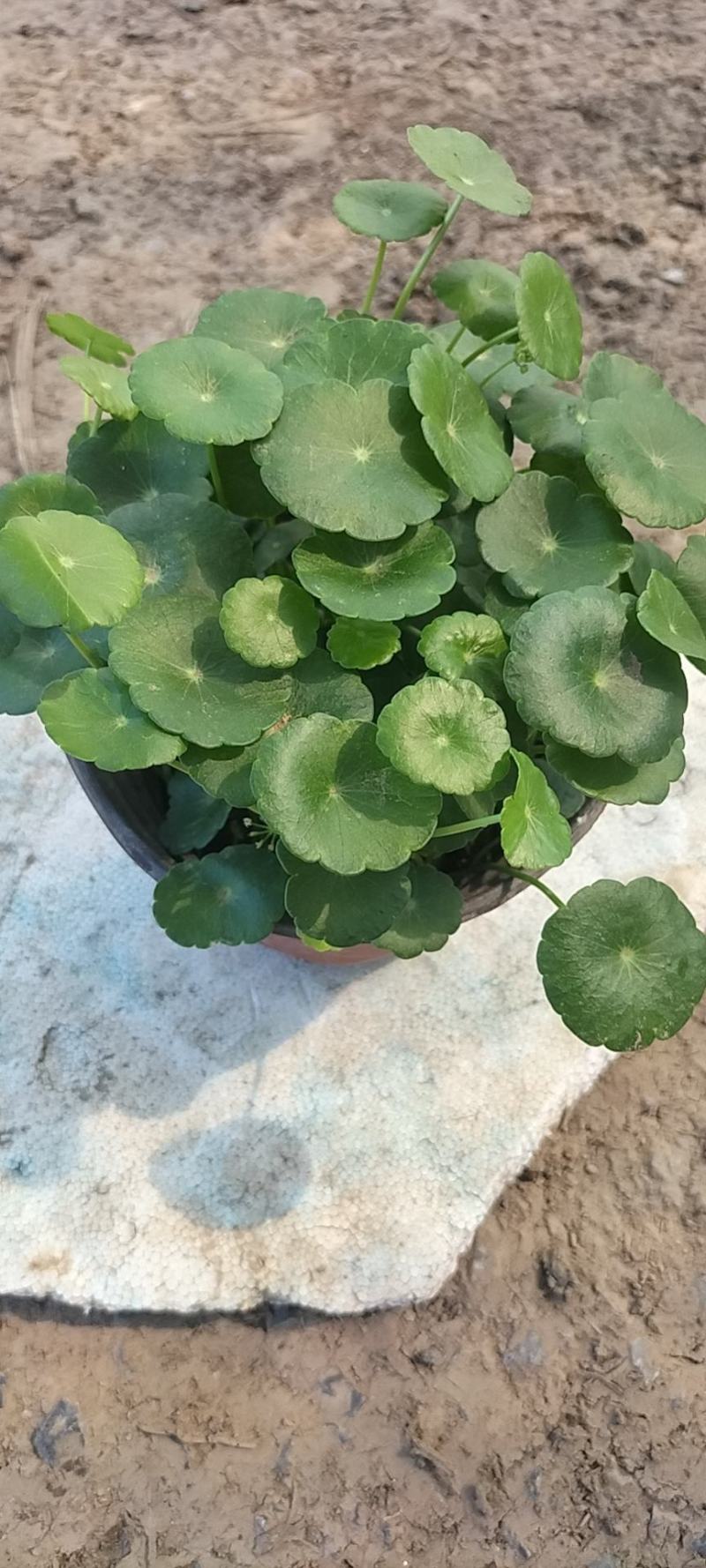 铜钱草