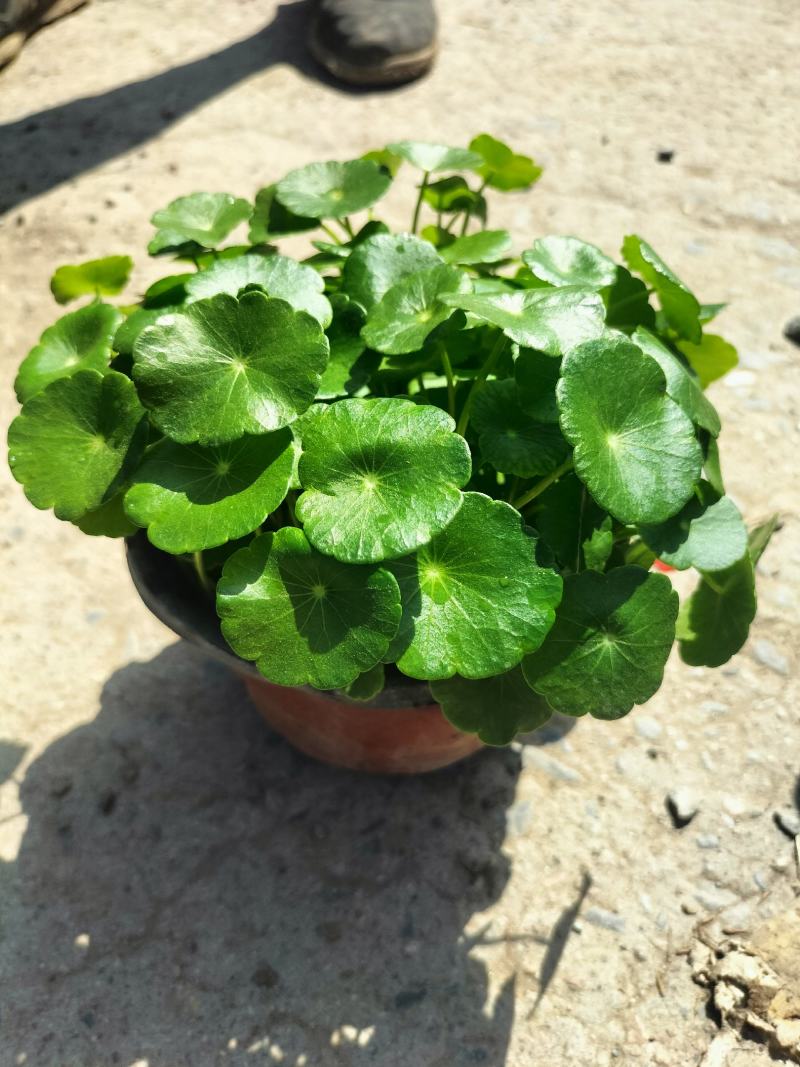 铜钱草