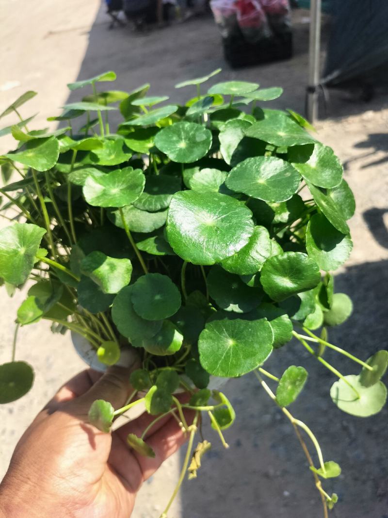 铜钱草