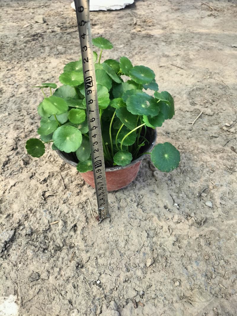 铜钱草