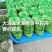东北大油豆上市，大量有货，保证质量，需要的联系！