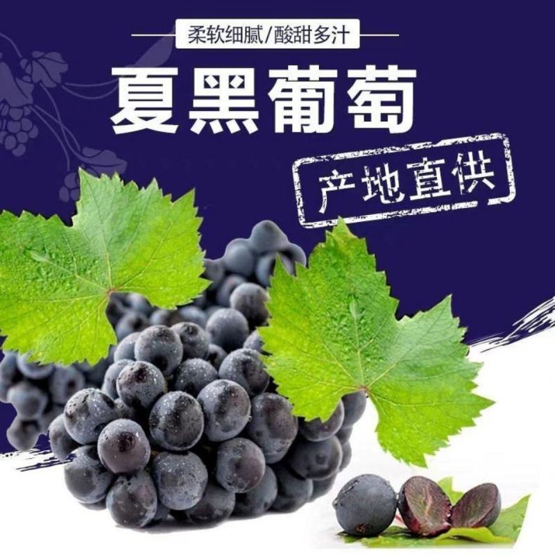 葡萄基地直发，现摘现剪，夏黑葡萄