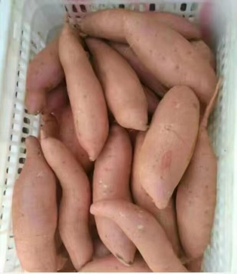 龙九开封红薯高次货源充足大量有货市场商超对接欢迎随时联系