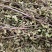 纯野生九成干叶多薄荷