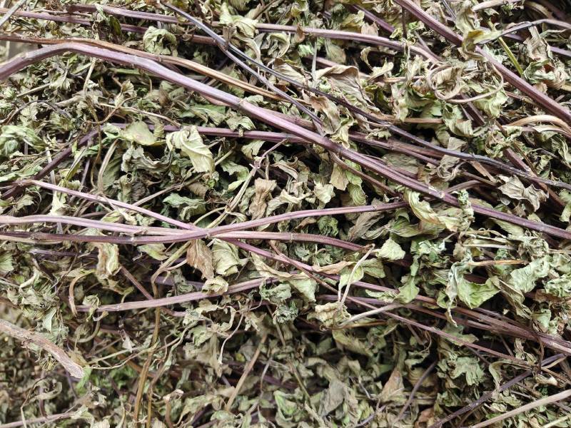 纯野生九成干叶多薄荷