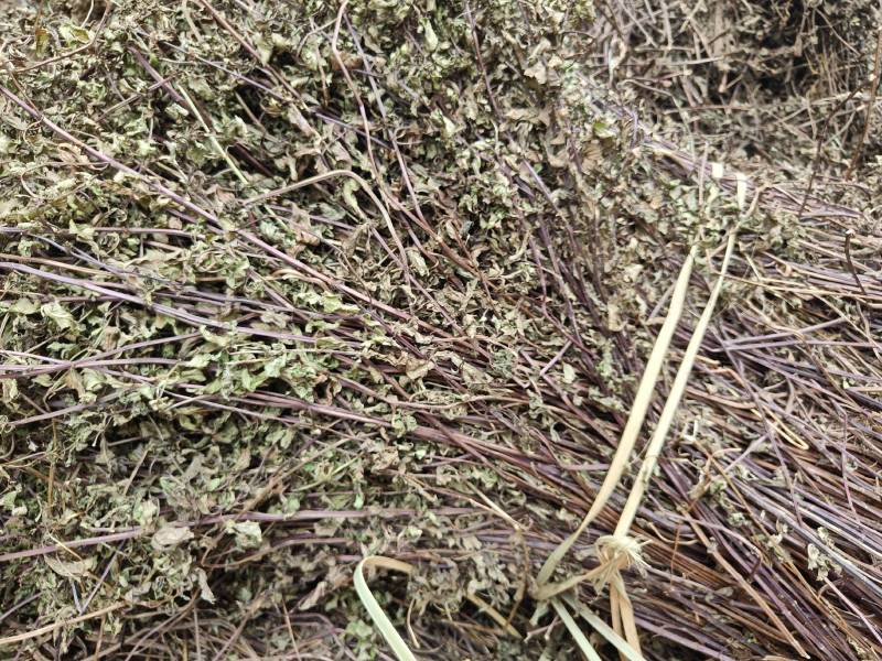 纯野生九成干叶多薄荷