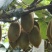 猕猴桃湘西凤凰米良一号，大量供应，对接电商社区团购批发