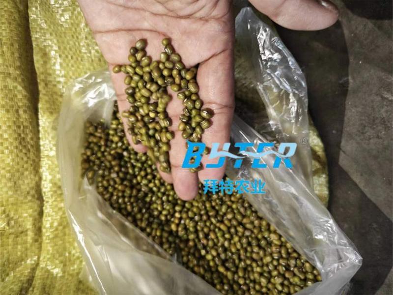 缅甸绿豆大产区中颗粒大颗粒毛杂绿豆油绿豆进口绿豆杂粮豆