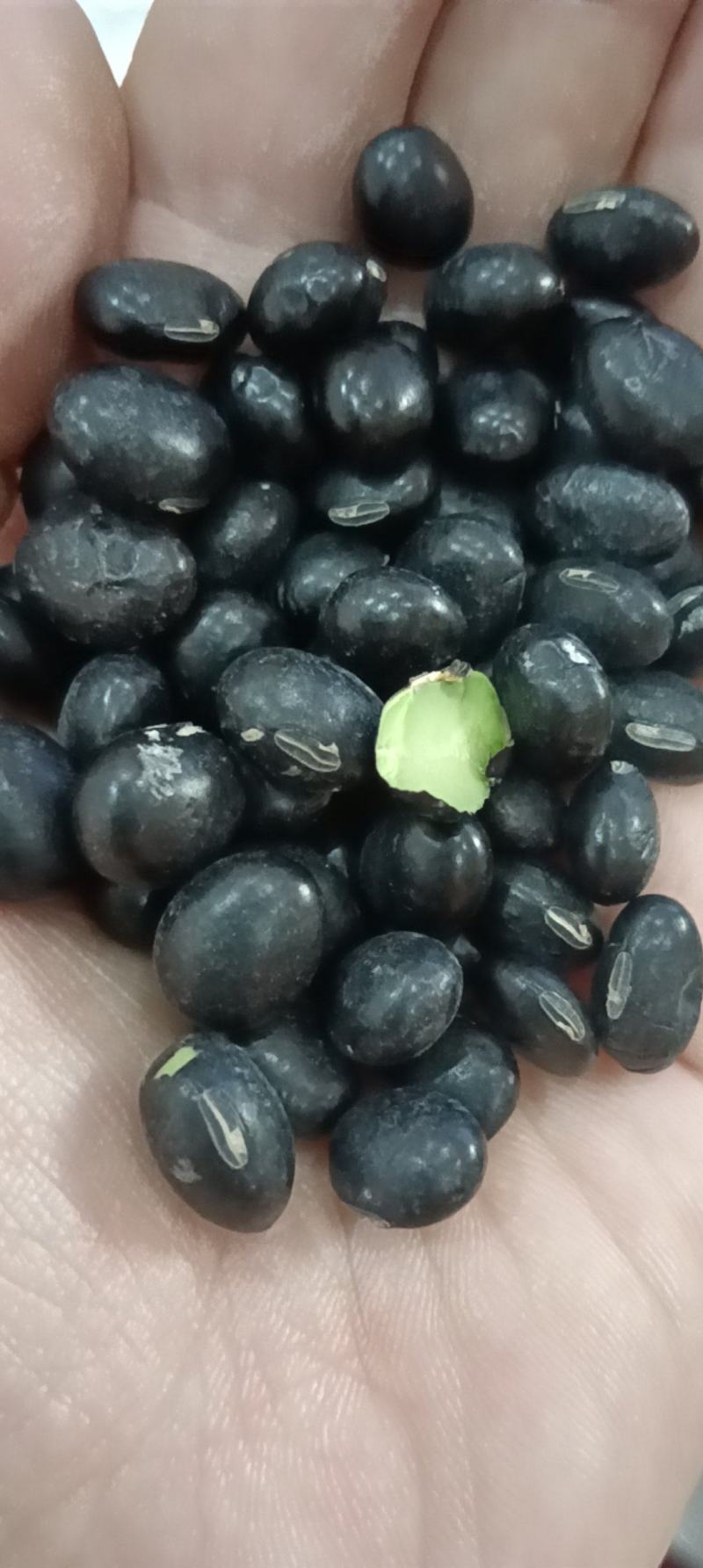 大粒青仁黑豆