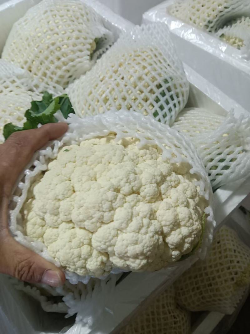 温州菜花有机花菜大量上市青梗白面小米粒货量充足包您满意
