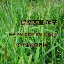 提摩西秋季草种四季青兔草牧草四季提摩西草种子养殖龙猫兔