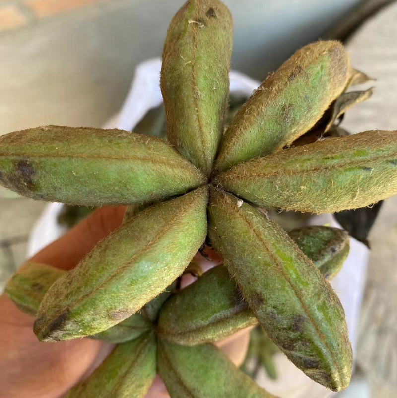 大量收购牡丹角