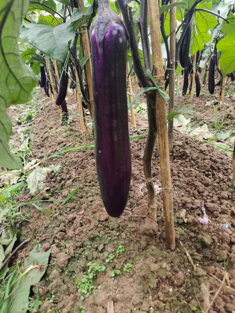 云南场源头蔬菜紫长茄大量有货。价格便宜