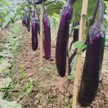 云南场源头蔬菜紫长茄大量有货。价格便宜