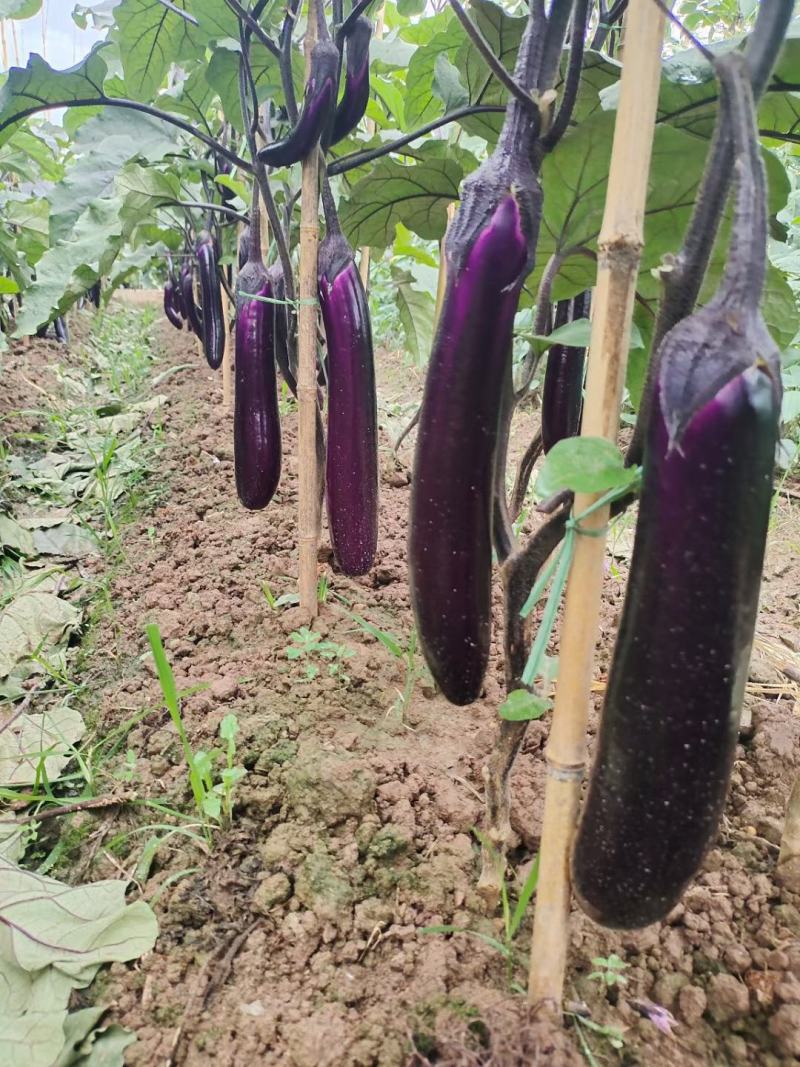 云南场源头蔬菜紫长茄大量有货。价格便宜