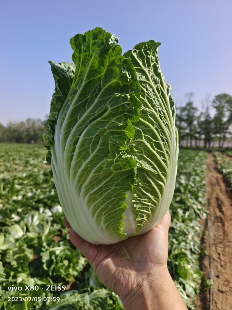 张北玲珑黄，黄心大白菜外表青秀，不烧心不烧边产地直发，