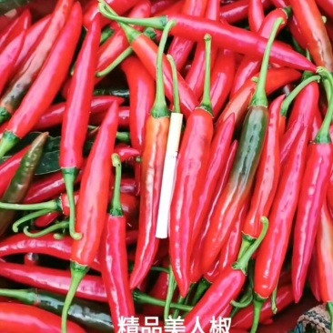 云南精品美人椒
