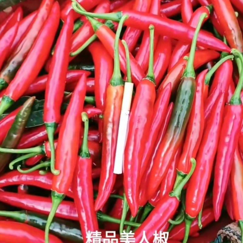 云南精品美人椒