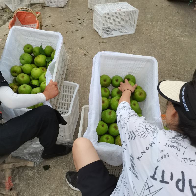 苏脆一号，早熟，湖北沙梨基地直供