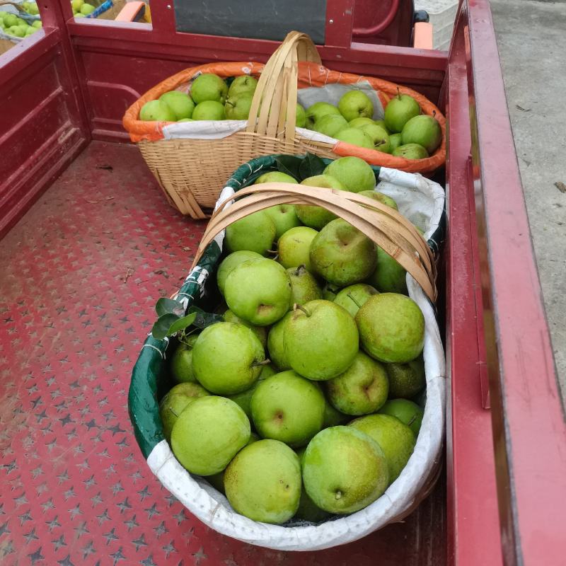 苏脆一号，早熟，湖北沙梨基地直供