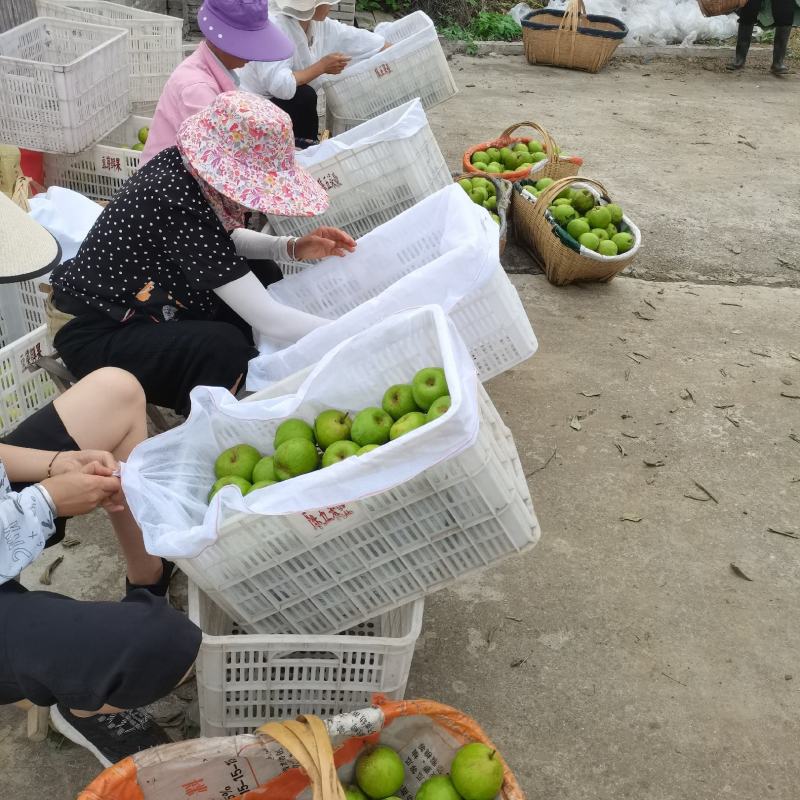 苏脆一号，早熟，湖北沙梨基地直供