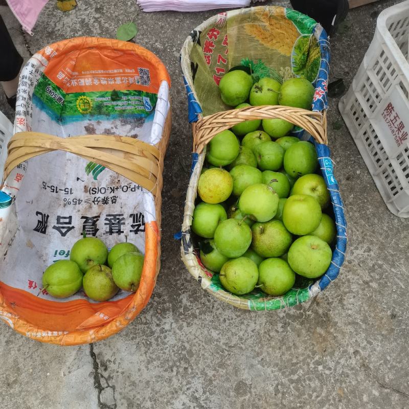 苏脆一号，早熟，湖北沙梨基地直供