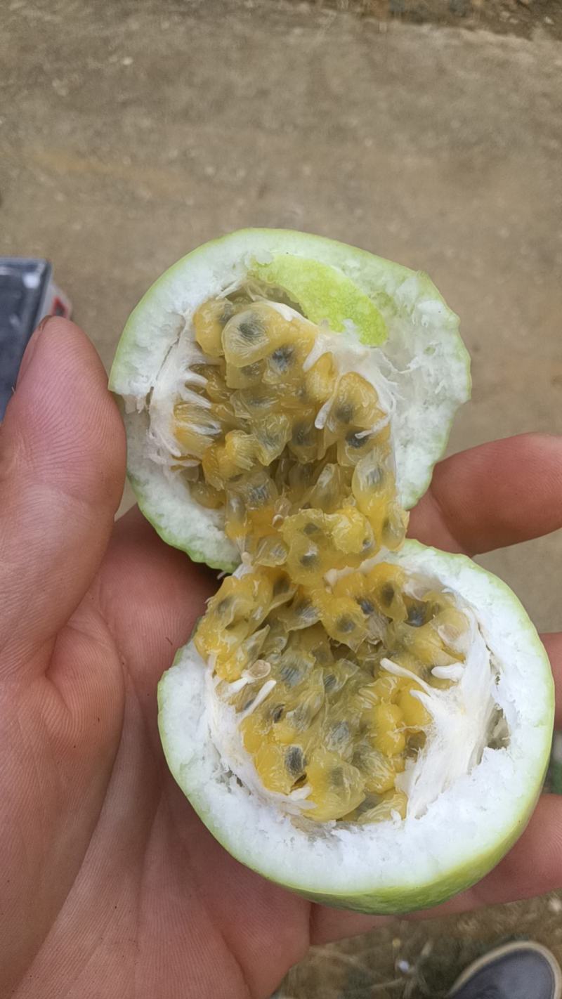 百香果/九号苗/黄金百香果/纯甜的黄金百香果量大从优
