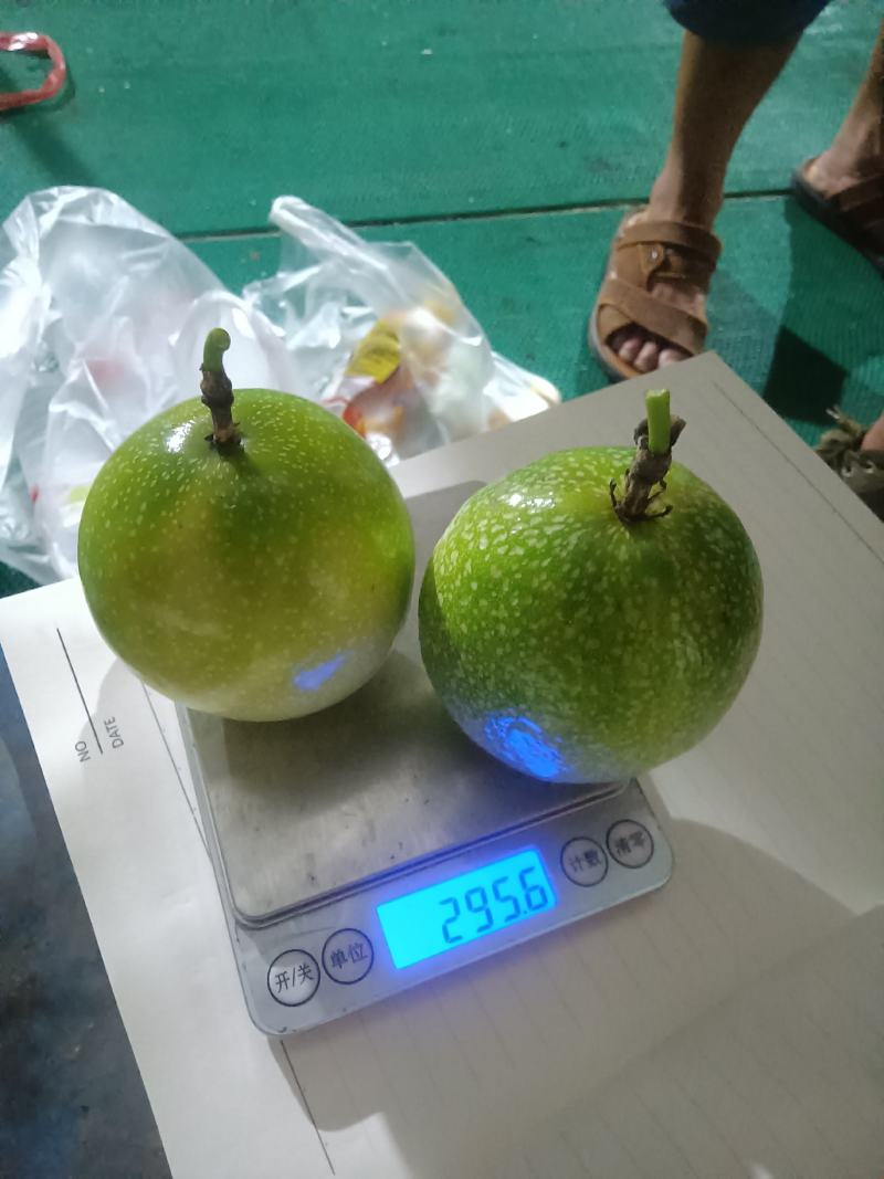百香果/九号苗/黄金百香果/纯甜的黄金百香果量大从优