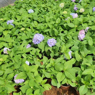 绣球花