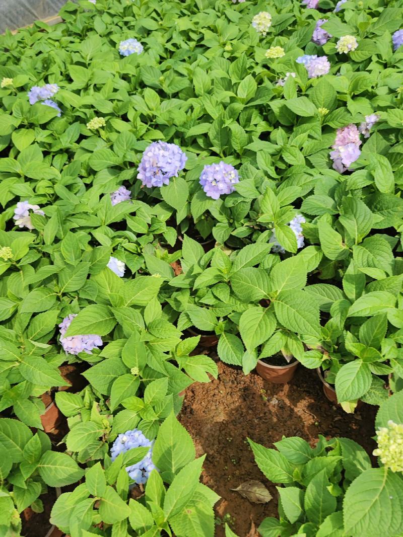 绣球花