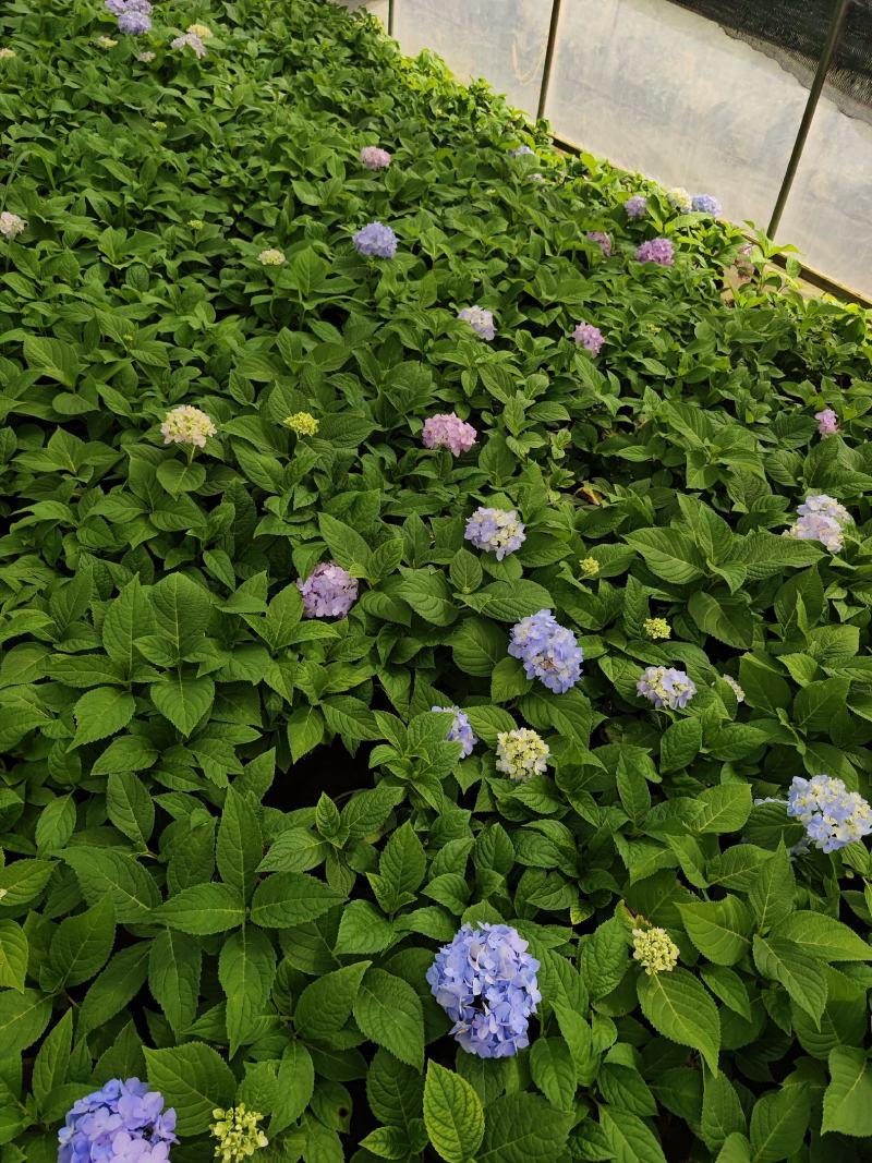 绣球花