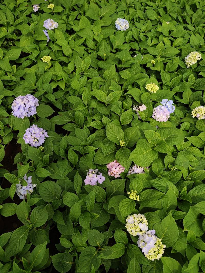 绣球花