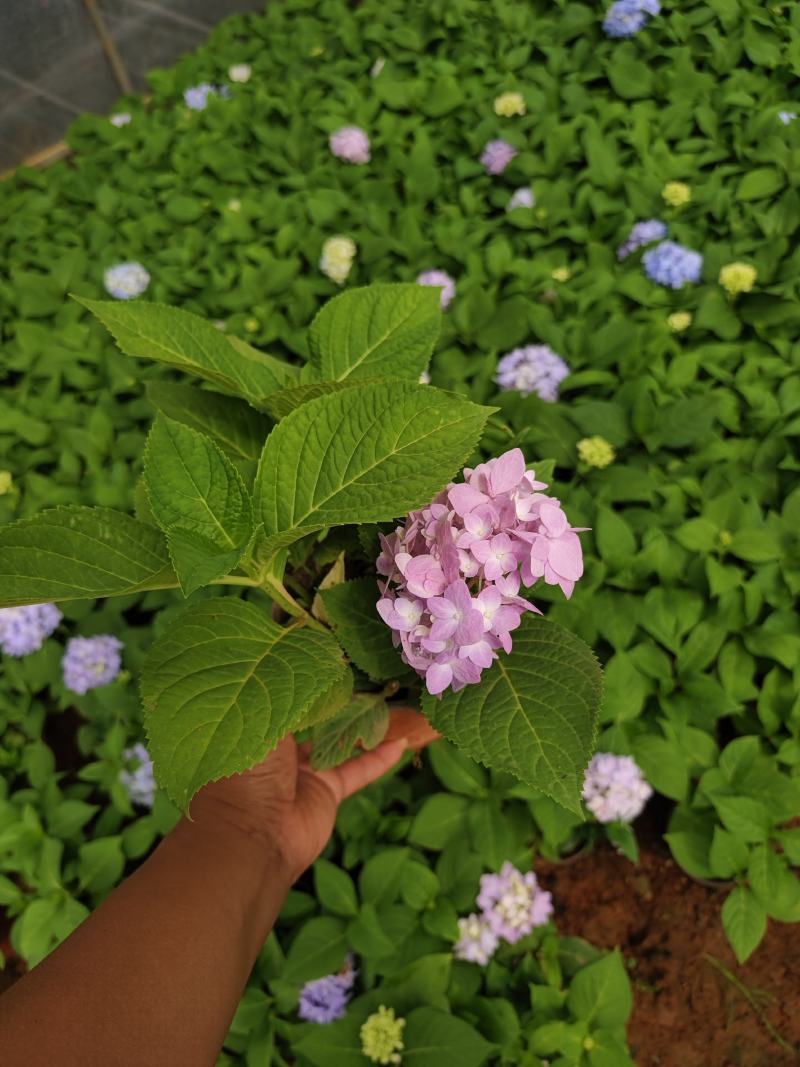 绣球花