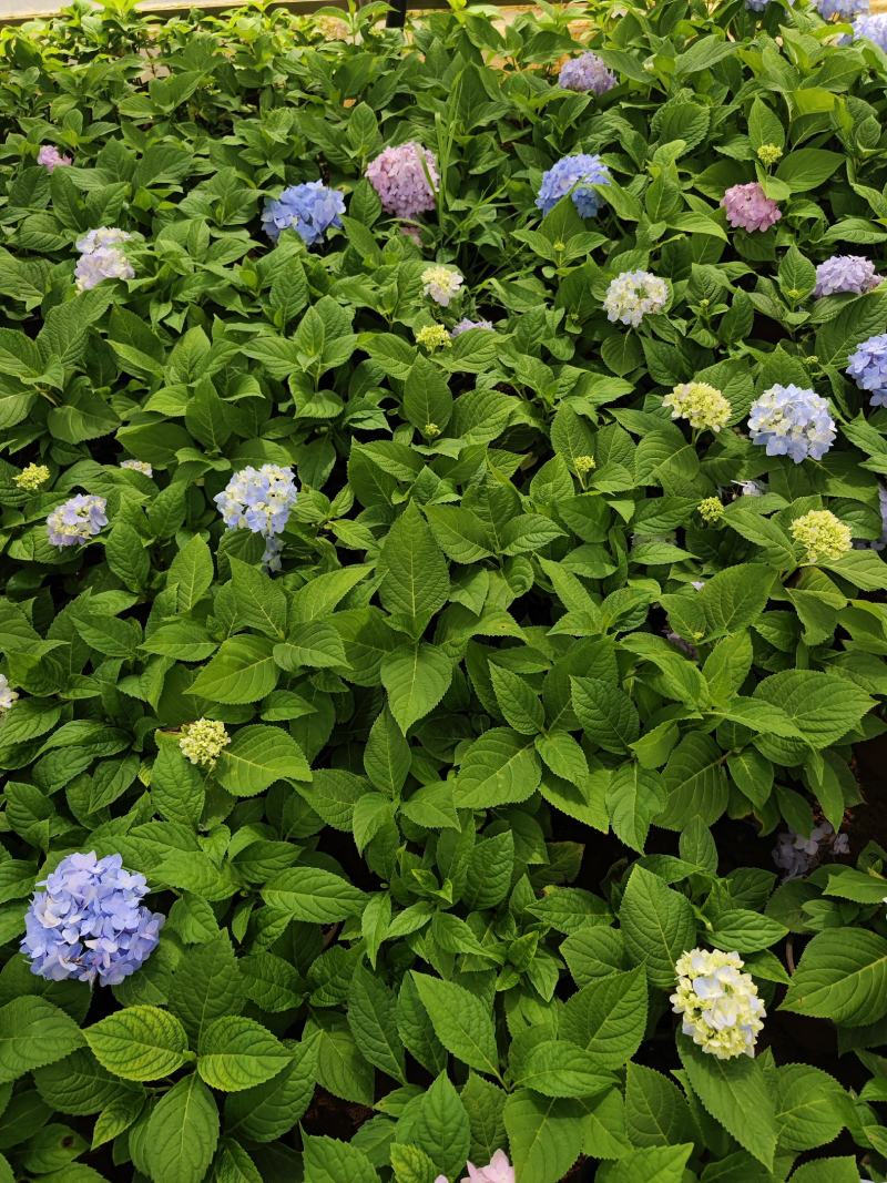 绣球花