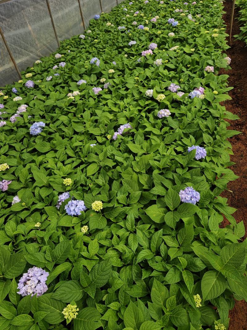 绣球花