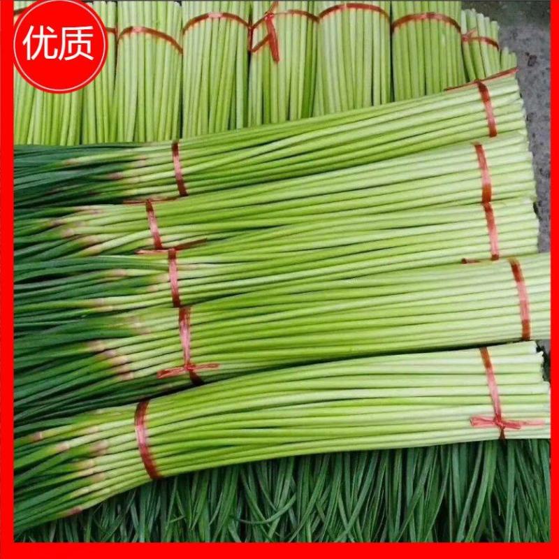 【红帽蒜薹】【供应电商超市】【量大无忧】【保质保量】