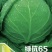 绿抗65春秋早熟甘蓝种子，圆包，耐热叶球鲜绿有光泽