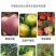 硼钼锌肥叶面肥水溶微量元素蔬菜果树花卉花生大豆作物农用肥