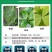 硼钼锌肥叶面肥水溶微量元素蔬菜果树花卉花生大豆作物农用肥