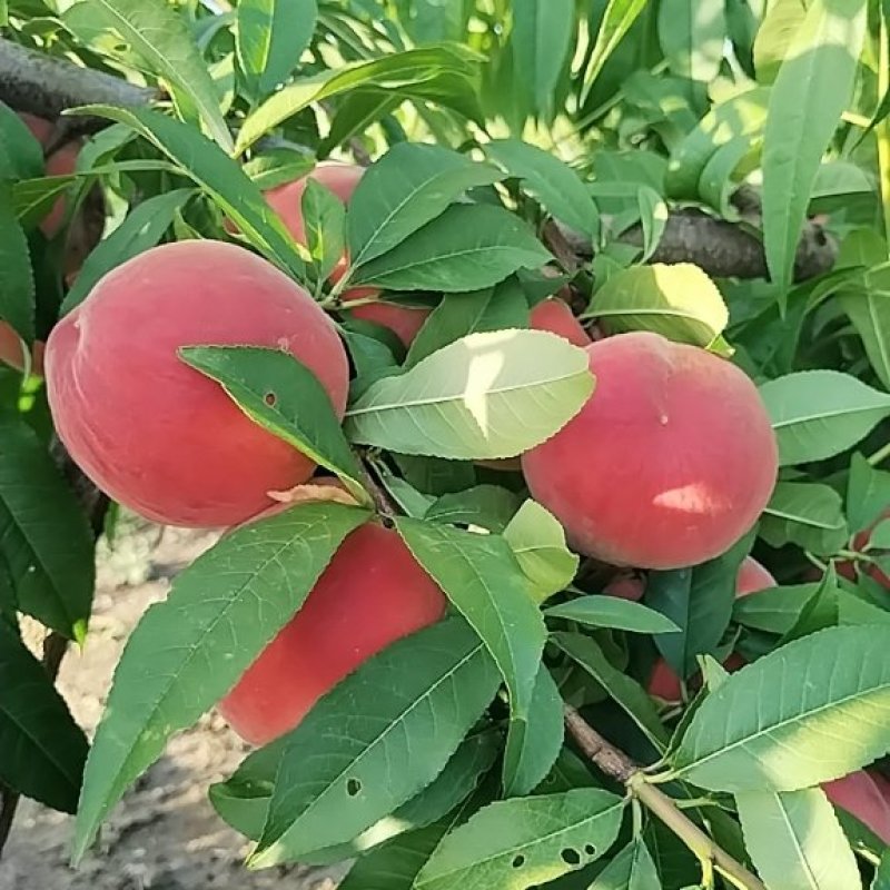 自家的桃树，有想吃的联系，价格优惠