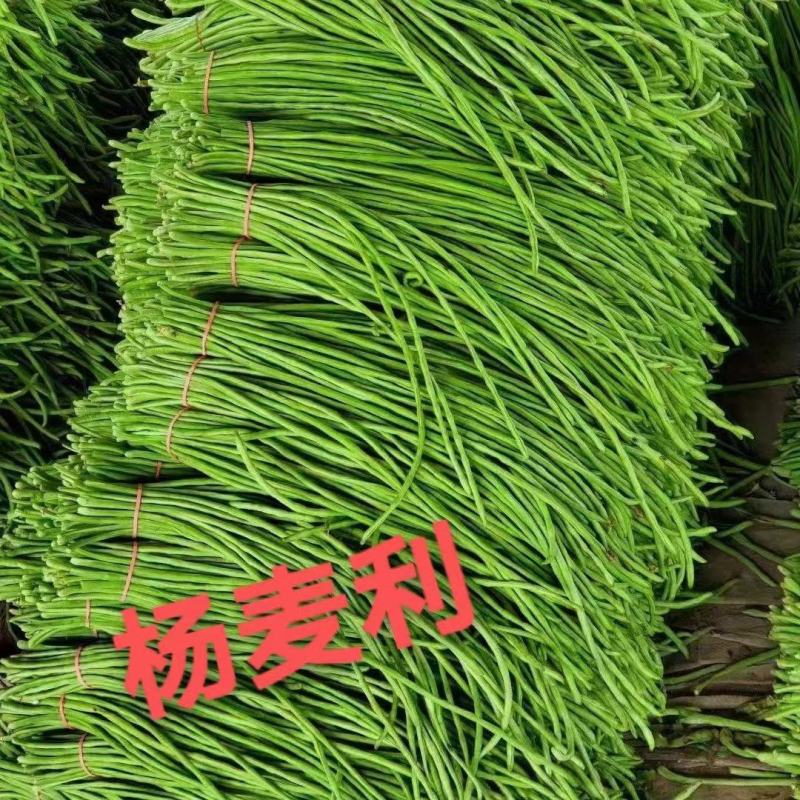 精品河南豆角长豆角青条豆角一手货源全国批发
