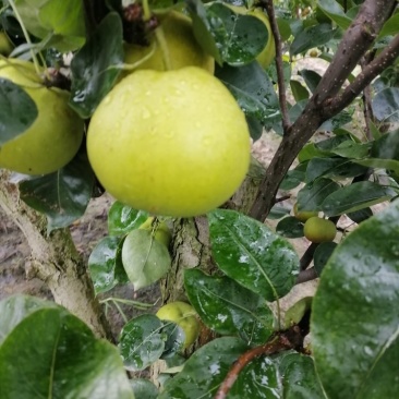 翠玉翠冠元黄华梨香兰黄花梨大量有货