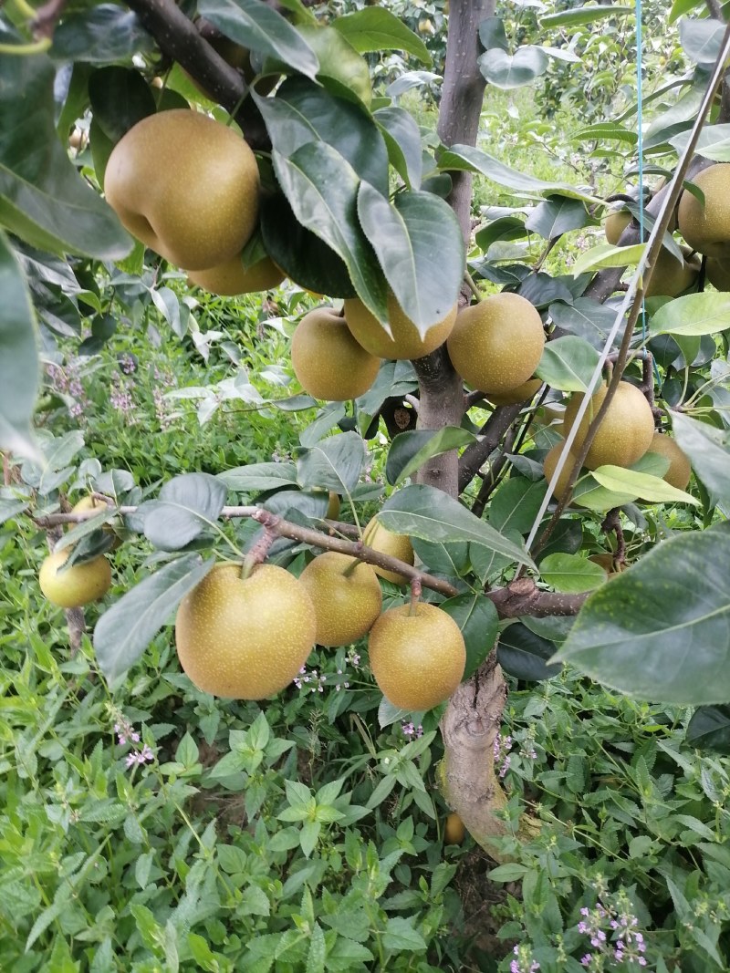 翠玉翠冠元黄华梨香兰黄花梨大量有货