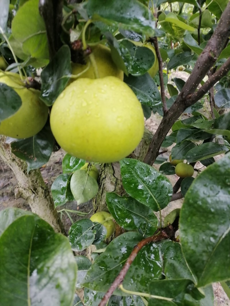 翠玉翠冠元黄华梨香兰黄花梨大量有货