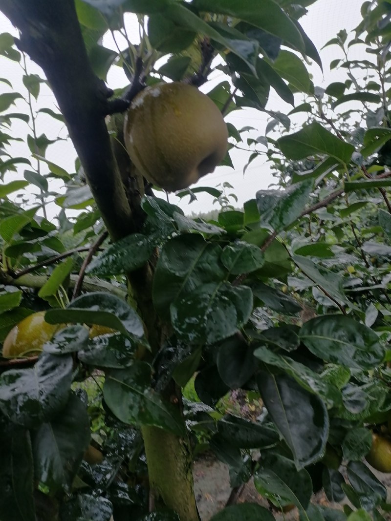 翠玉翠冠元黄华梨香兰黄花梨大量有货