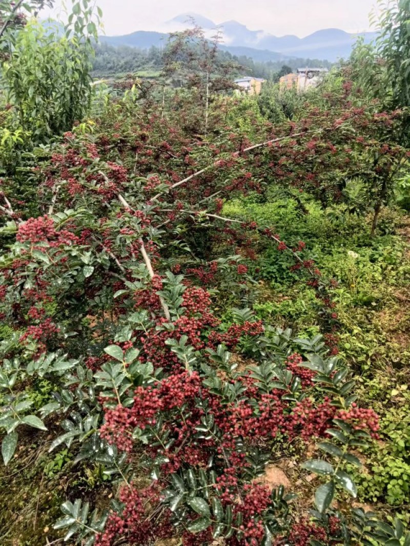 又香又麻新鲜红花椒上市了