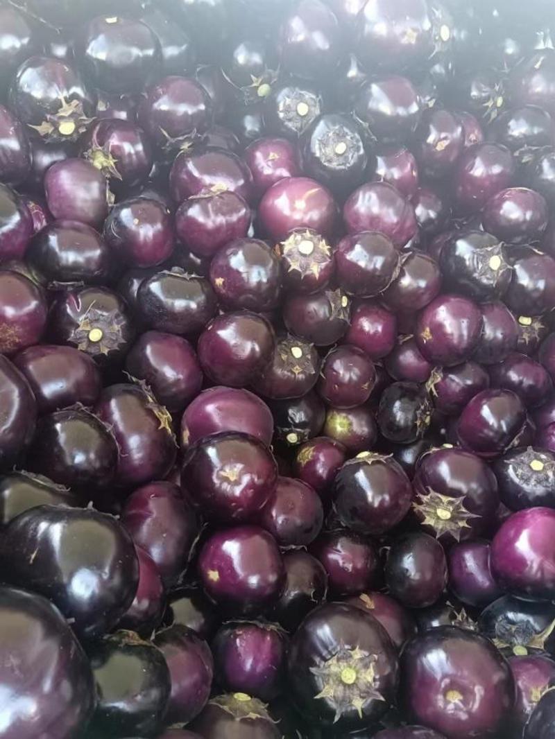 紫光圆茄精品茄子紫茄子焦作蔬菜基地直发免费视频看货