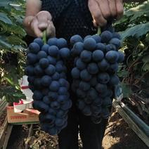 夏黑葡萄：夏黑基地，超甜夏黑：葡萄大量上市中，陆地，大棚