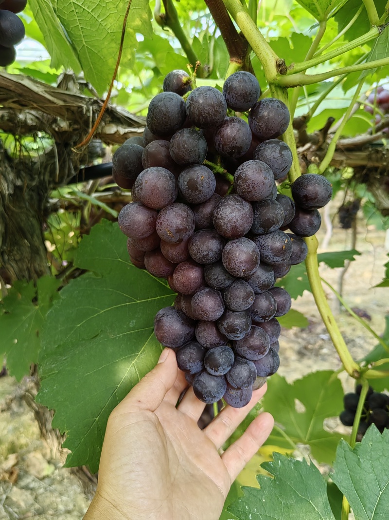 夏黑大量走货，粒子不大，口感好，量大优惠