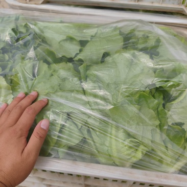 精品大利生菜只做精品